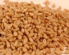 Prairie Gold Hard White Spring Wheat - Wheat Montana (25 Pounds) - Click Image to Close